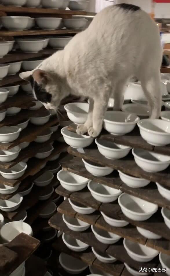 为什么说猫是行走的形容词库？