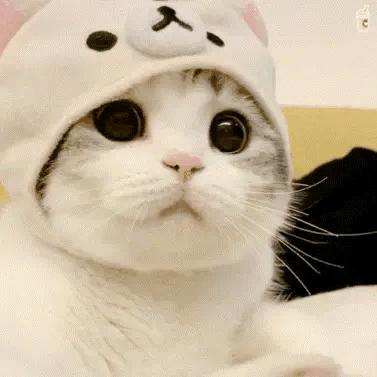 给猫主子咔嚓一刀要花多少钱？