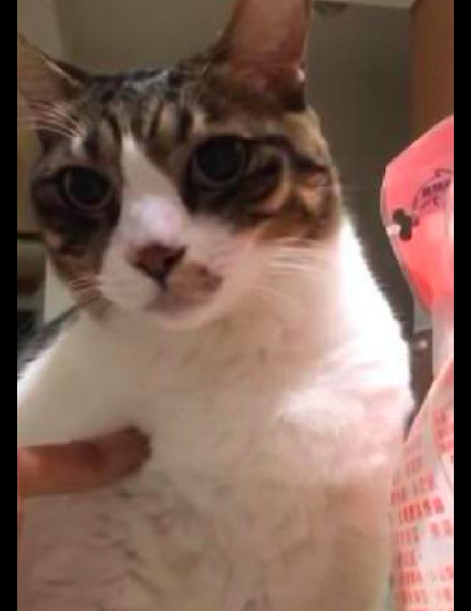 猫咪舔塑料袋是不是在暗示什么? 猫咪舔塑料袋是不是在暗示什么?