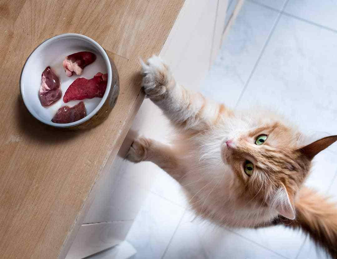 猫咪吃复合维生素B这事儿靠谱吗？