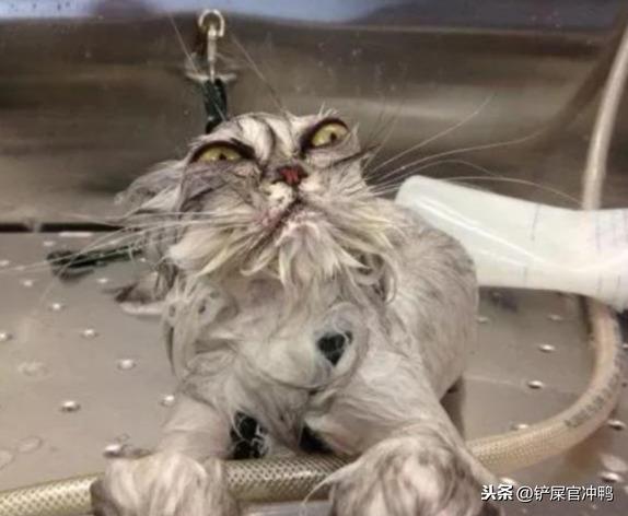 你家猫主子多久没洗澡了? 你家猫主子多久没洗澡了?