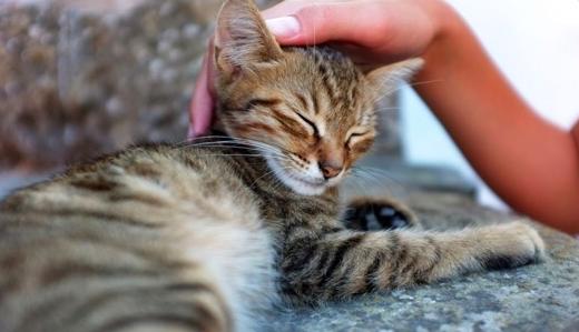 猫咪皮肤病涂药膏总不见好怎么办？