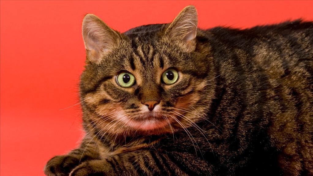 你家猫咪最近有没有这些异常表现？