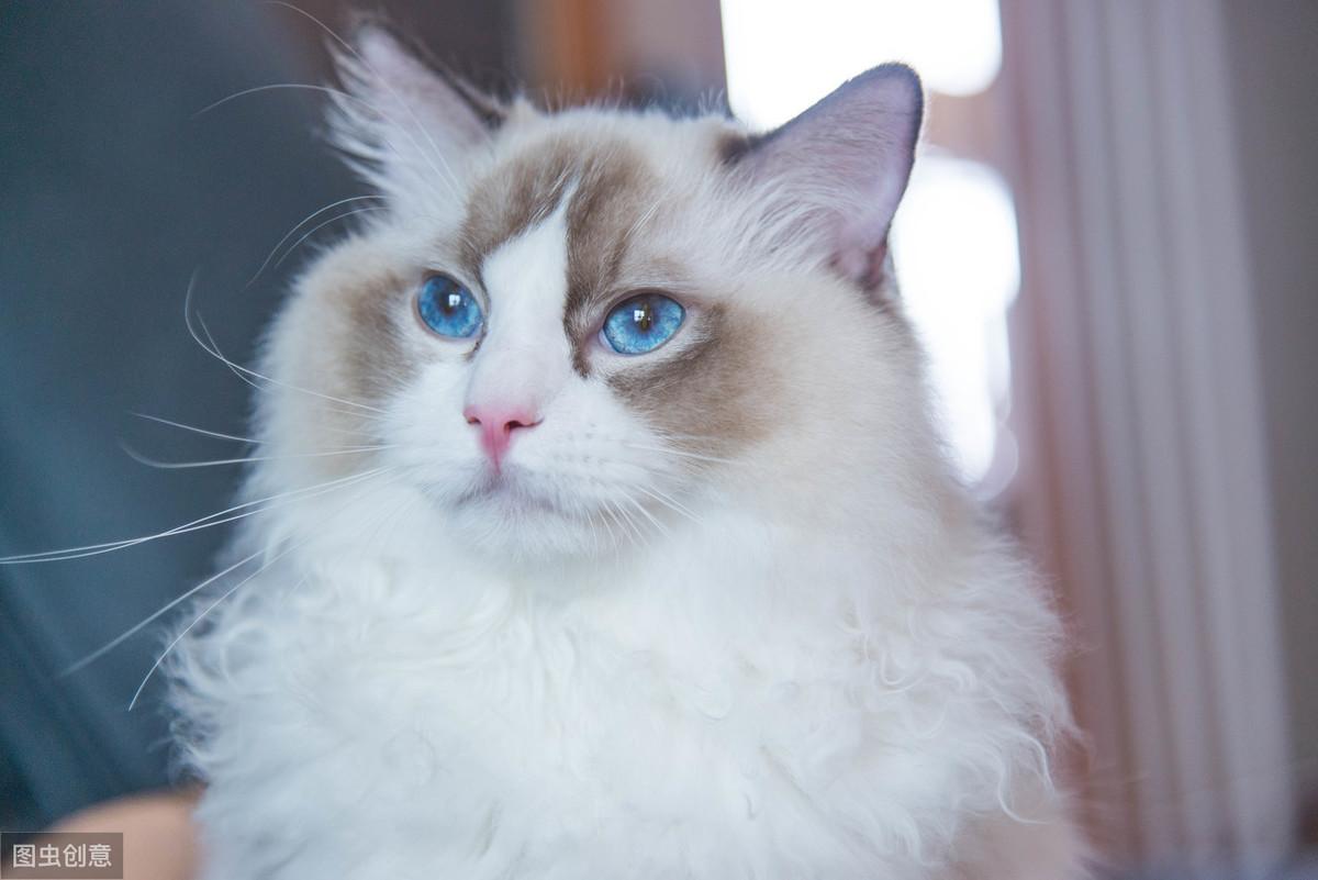 猫咪总挠耳朵？新手铲屎官如何正确驱虫？