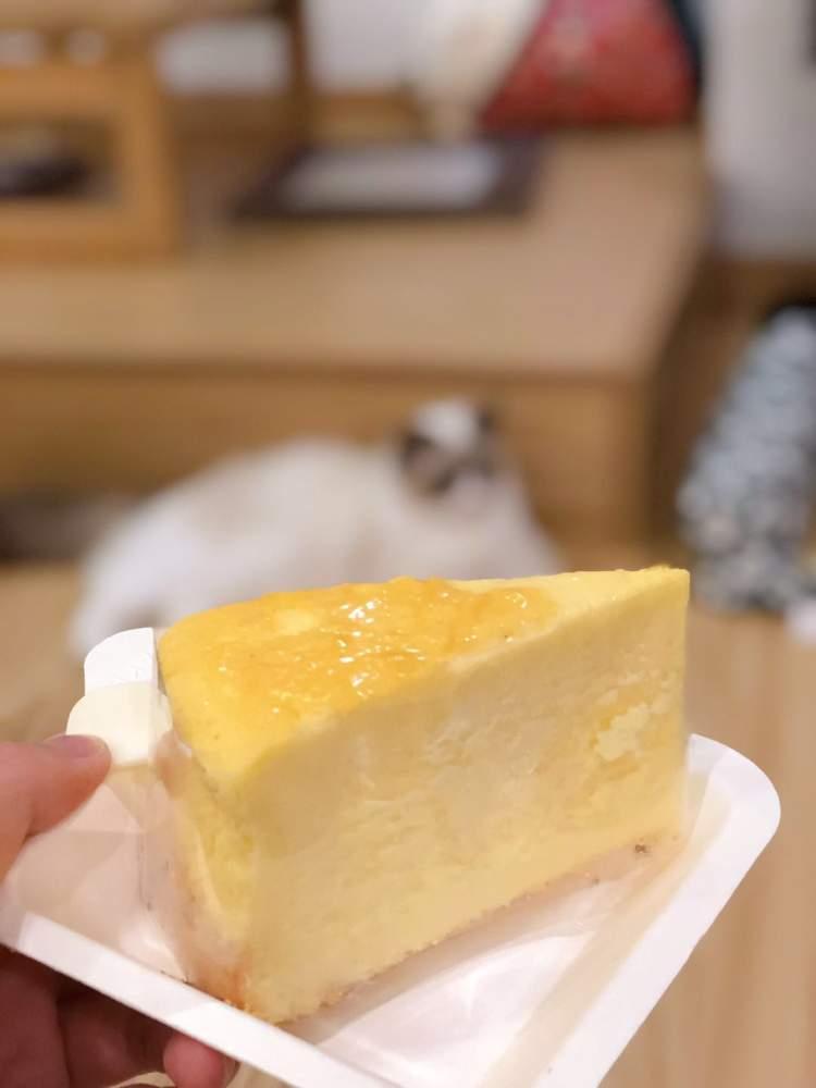 网上那些萌猫视频到底是从哪找的？