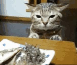 你的手机屏幕是不是缺了只猫？