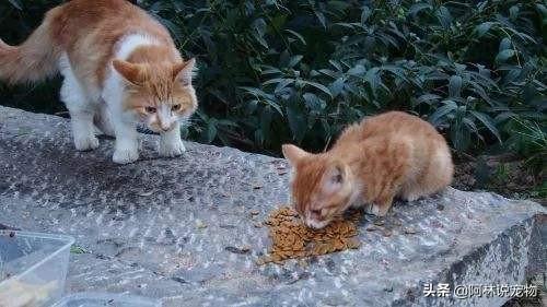 带猫咪体检到底要花多少冤枉钱? 带猫咪体检到底要花多少冤枉钱?