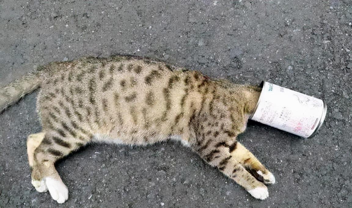 为什么别人总能找到高清猫咪视频，而你却总踩坑？