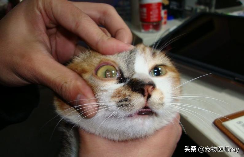 主子眼屎突然变多是不是要瞎了？