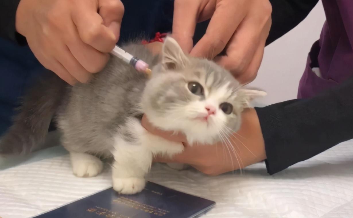 猫咪吐黄水还拉稀是怎么回事？