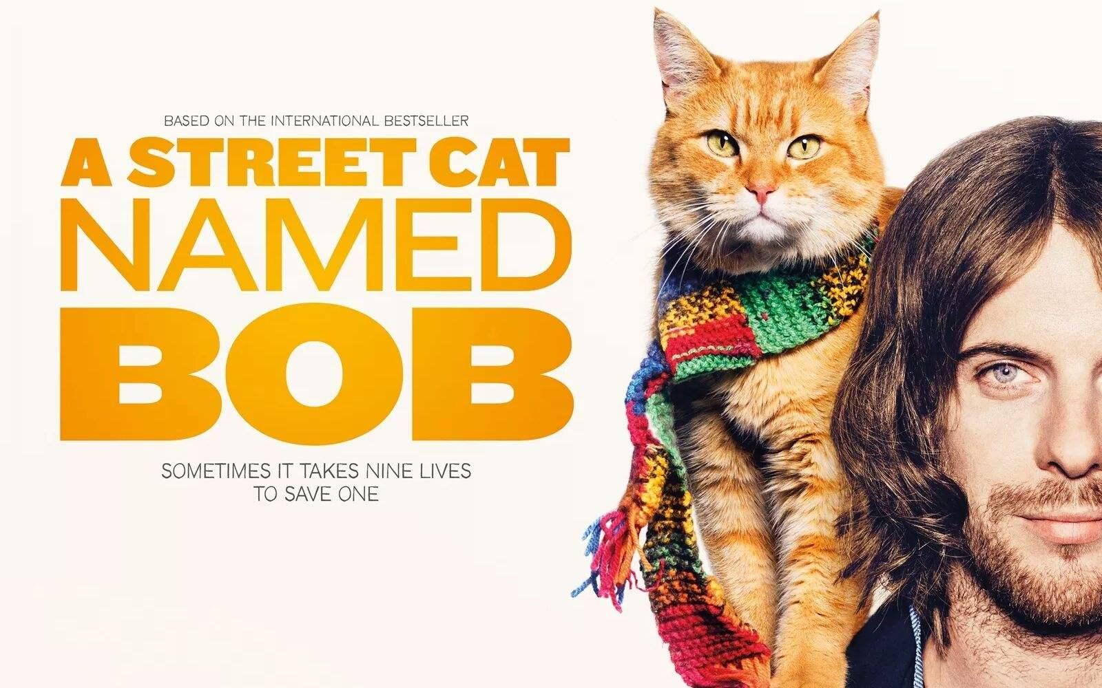 猫咪击掌训练真的只需要三天就能学会吗？