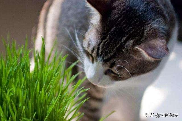 猫咪真的必须吃化毛膏吗？铲屎官必看的真相手册