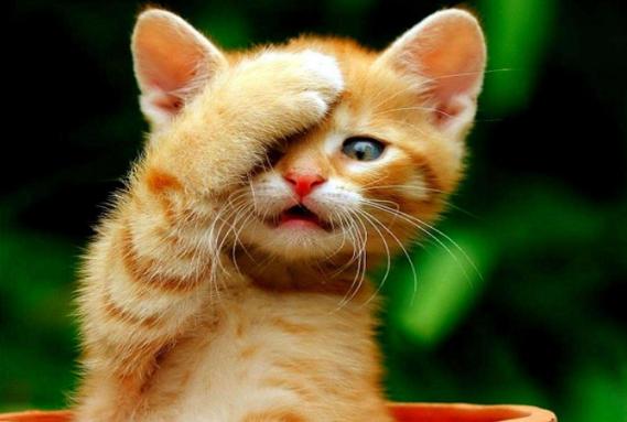 为什么别人画的猫咪萌出血，你的却像外星生物？