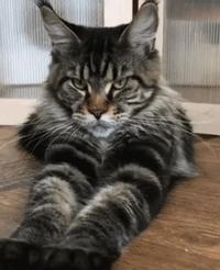 给猫掏耳朵真的会要命吗？