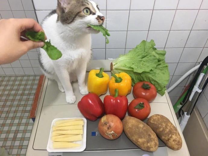 你家猫主子偷吃青菜时 你会不会当场石化? 你家猫主子偷吃青菜时 你会不会当场石化?