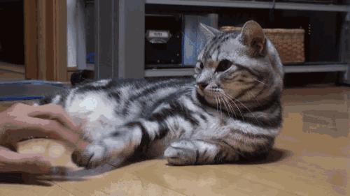 新手养猫最容易忽略的5个致命细节? 新手养猫最容易忽略的5个致命细节?