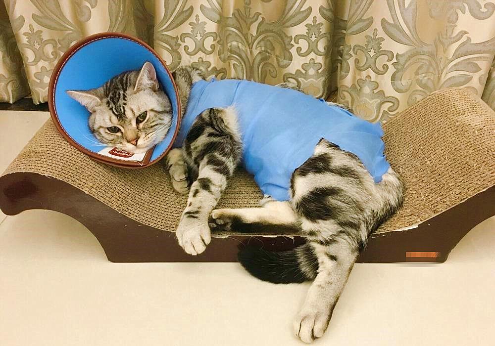 猫咪口腔增生息肉会自己消失吗？