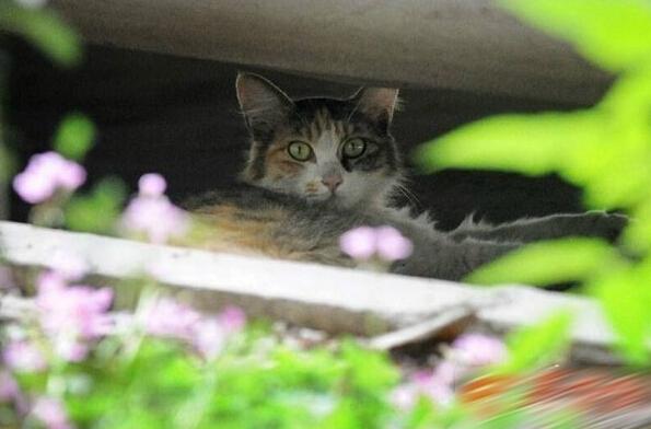 猫咪舔耳朵是表达爱意吗？新手必看行为解读！