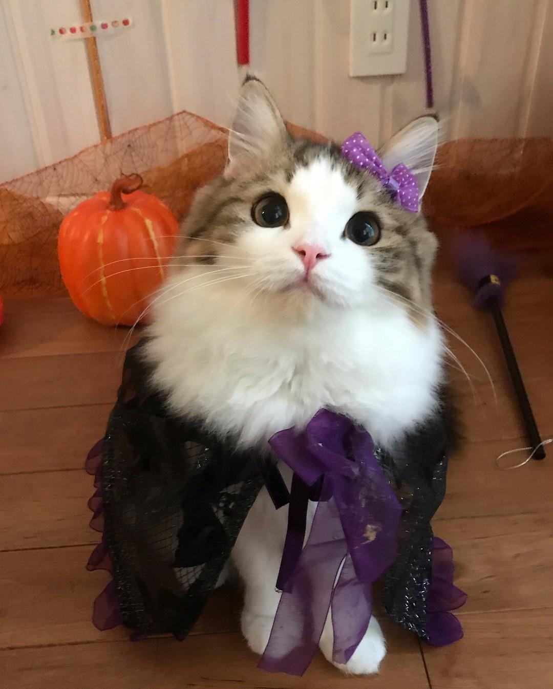 猫咪来大姨妈会流血吗？新手必看的生理期真相