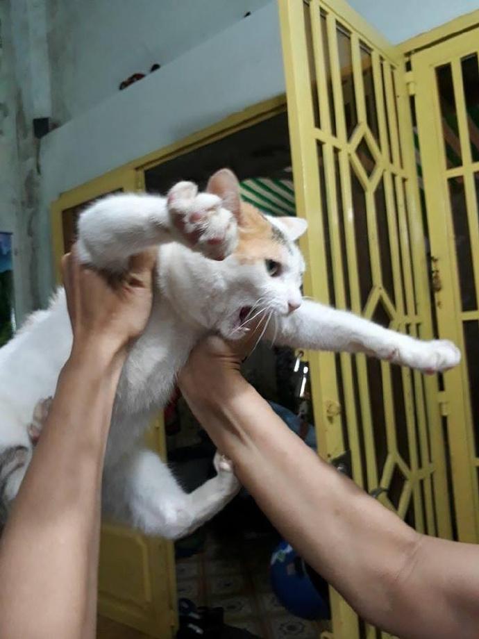 猫咪亲亲表情包怎么突然火遍全网？