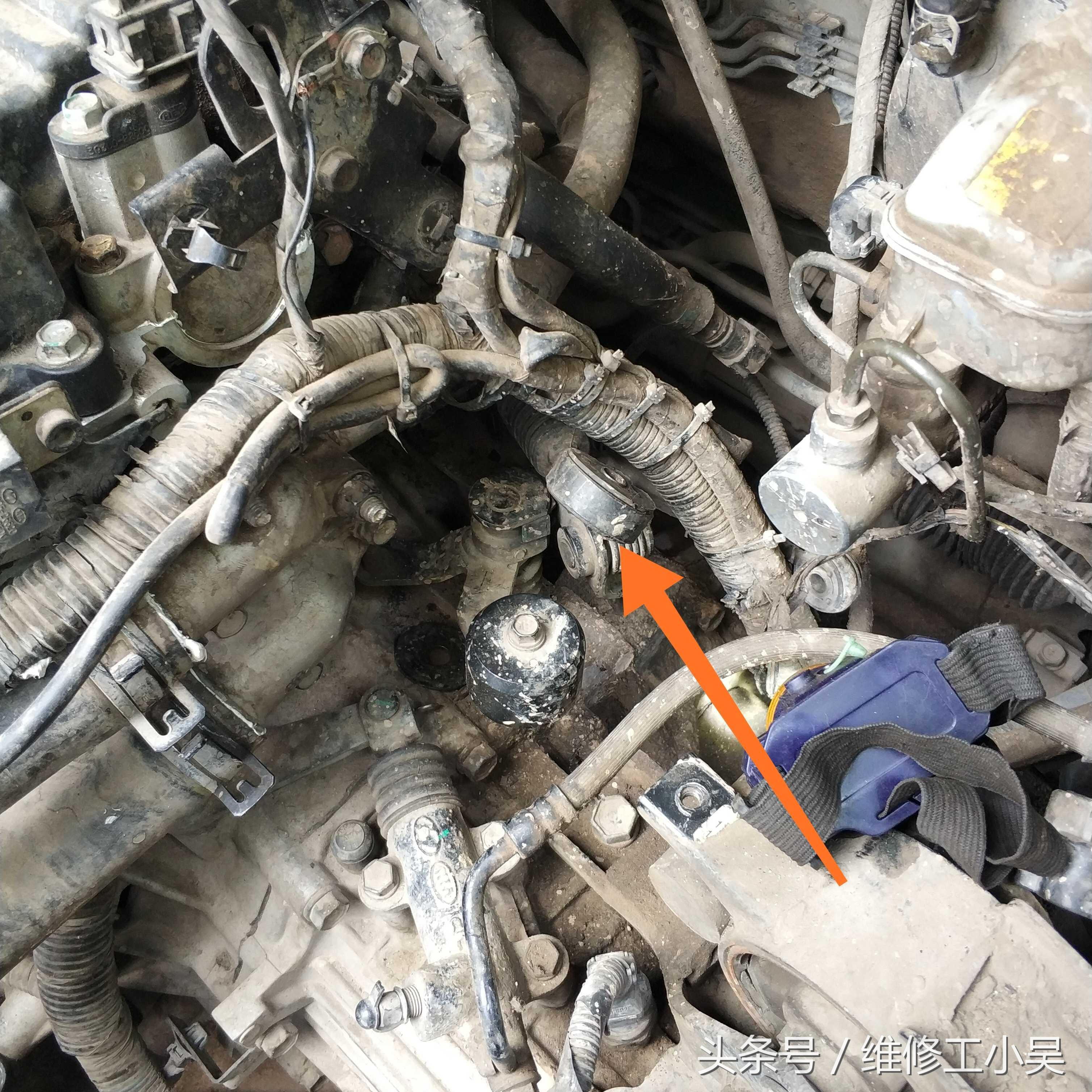 猫咪吃了芹菜会不会中毒？新手铲屎官必看指南