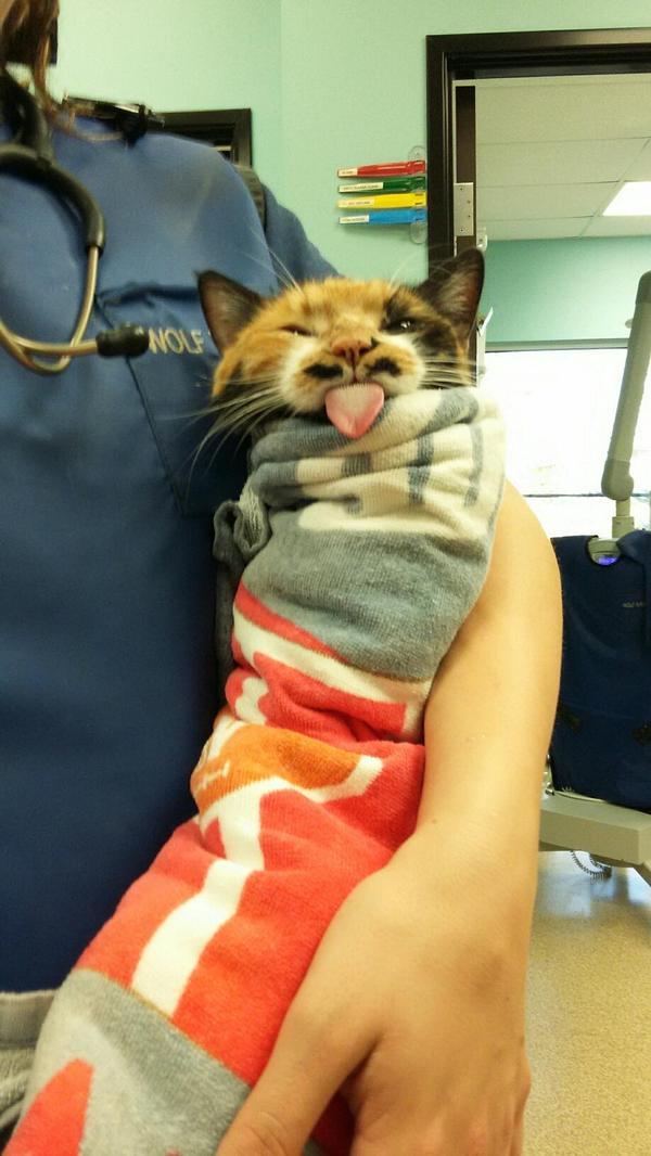 猫咪maomiav能让你彻底告别铲屎官生活吗? 猫咪maomiav能让你彻底告别铲屎官生活吗?