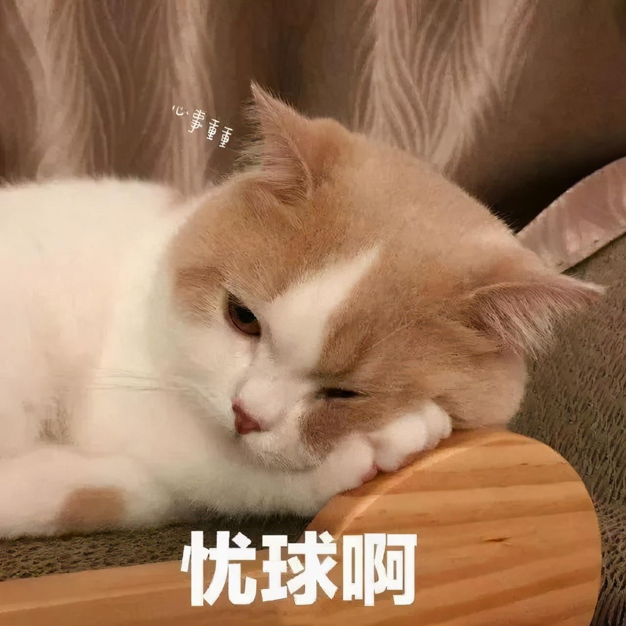 你家猫咪真的快乐吗？