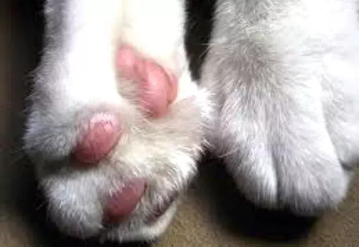 猫咪肚子摸到硬块到底要不要紧？