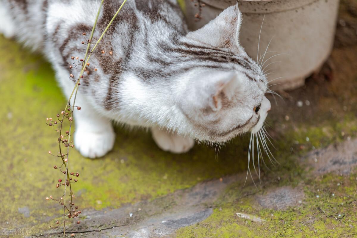 猫咪体内驱虫真的有必要每月做吗？