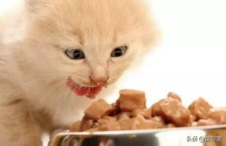 给猫喂牛奶是在害它吗？