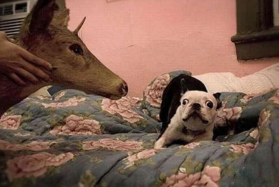 为什么你家猫主子总摆出一副 莫挨老子 的架势？