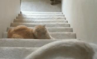 你家猫主子为啥突然 六亲不认 ？