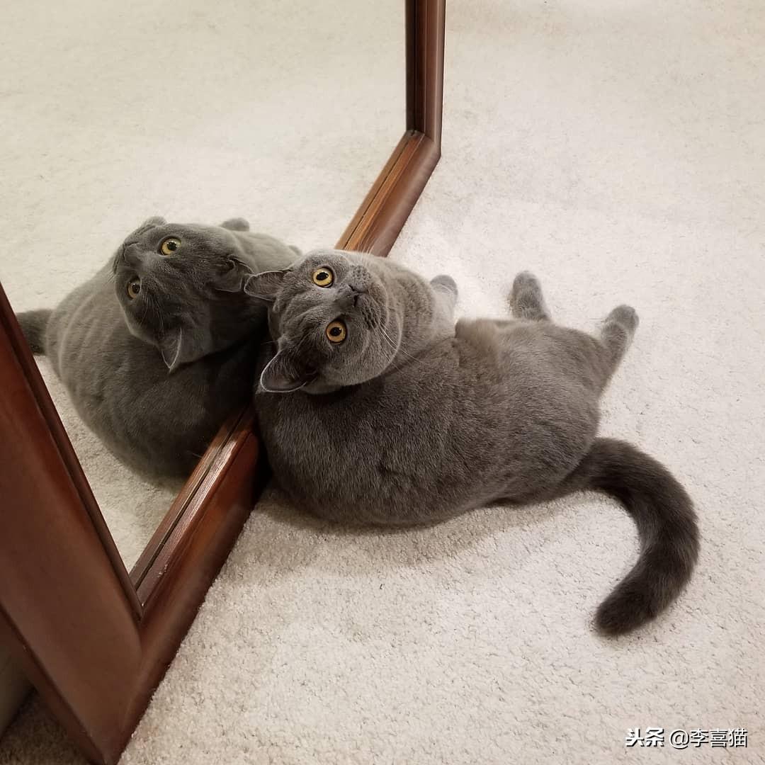 本田CBR1000真的适合新手吗？