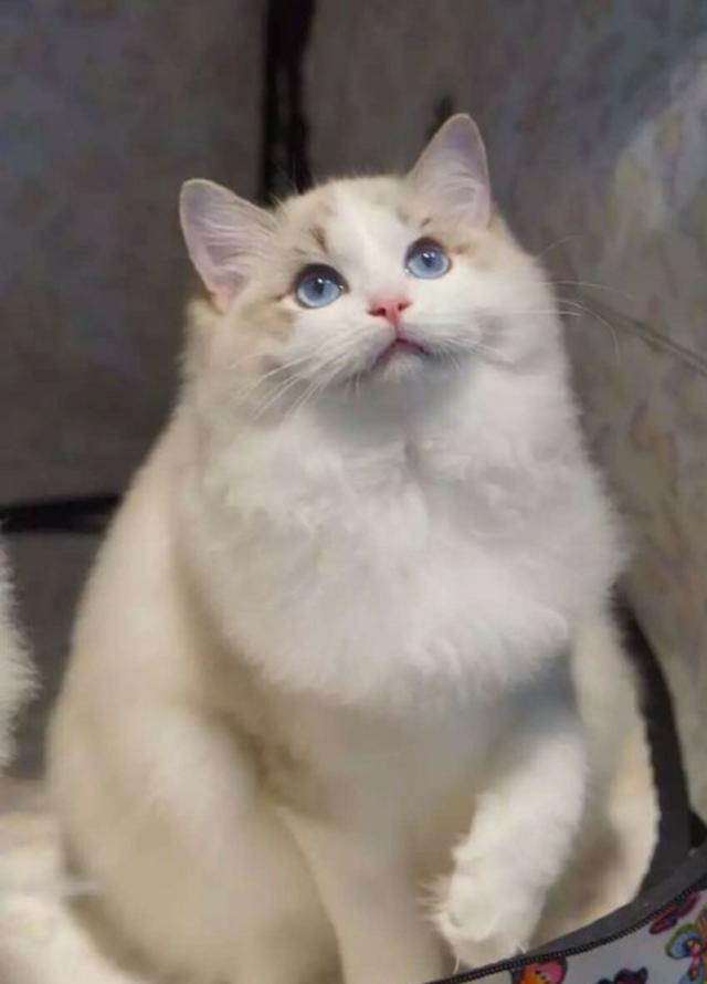 猫咪配种到底需要熬多少个通宵？