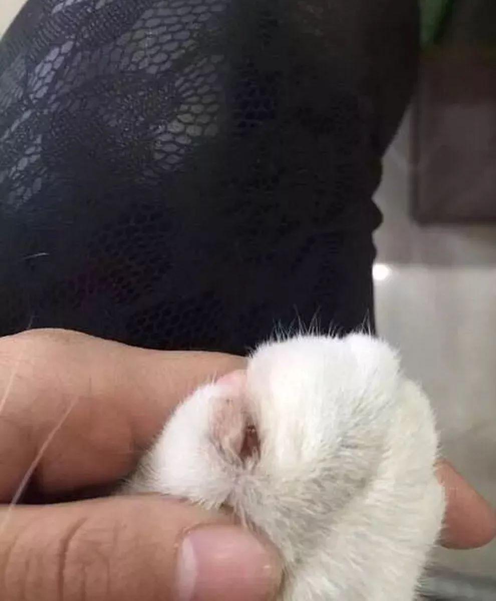 给猫穿丝袜真的能防拆家吗？