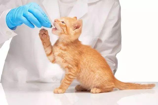 给猫做雾化到底有多麻烦? 给猫做雾化到底有多麻烦?