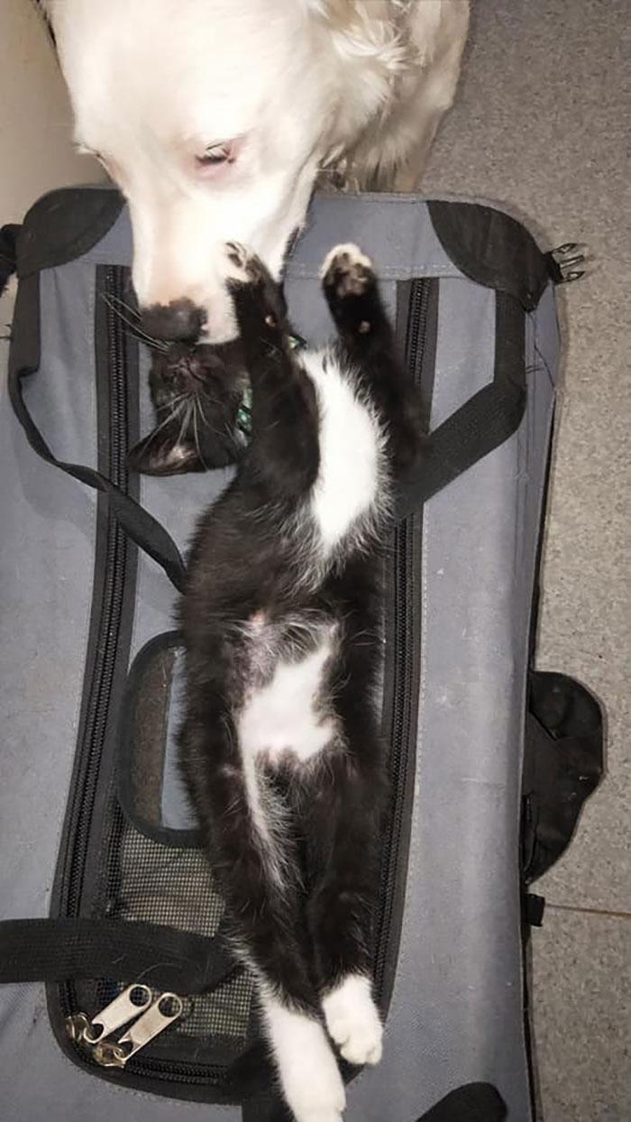 猫咪嗓子哑了能自己买药治吗？