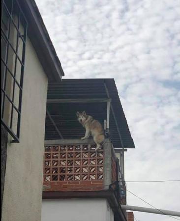 新手养猫到底该不该加 猫咪公社 ？