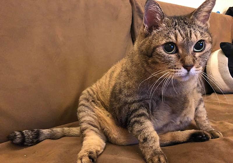 猫咪光吃不胖是基因问题吗? 猫咪光吃不胖是基因问题吗?