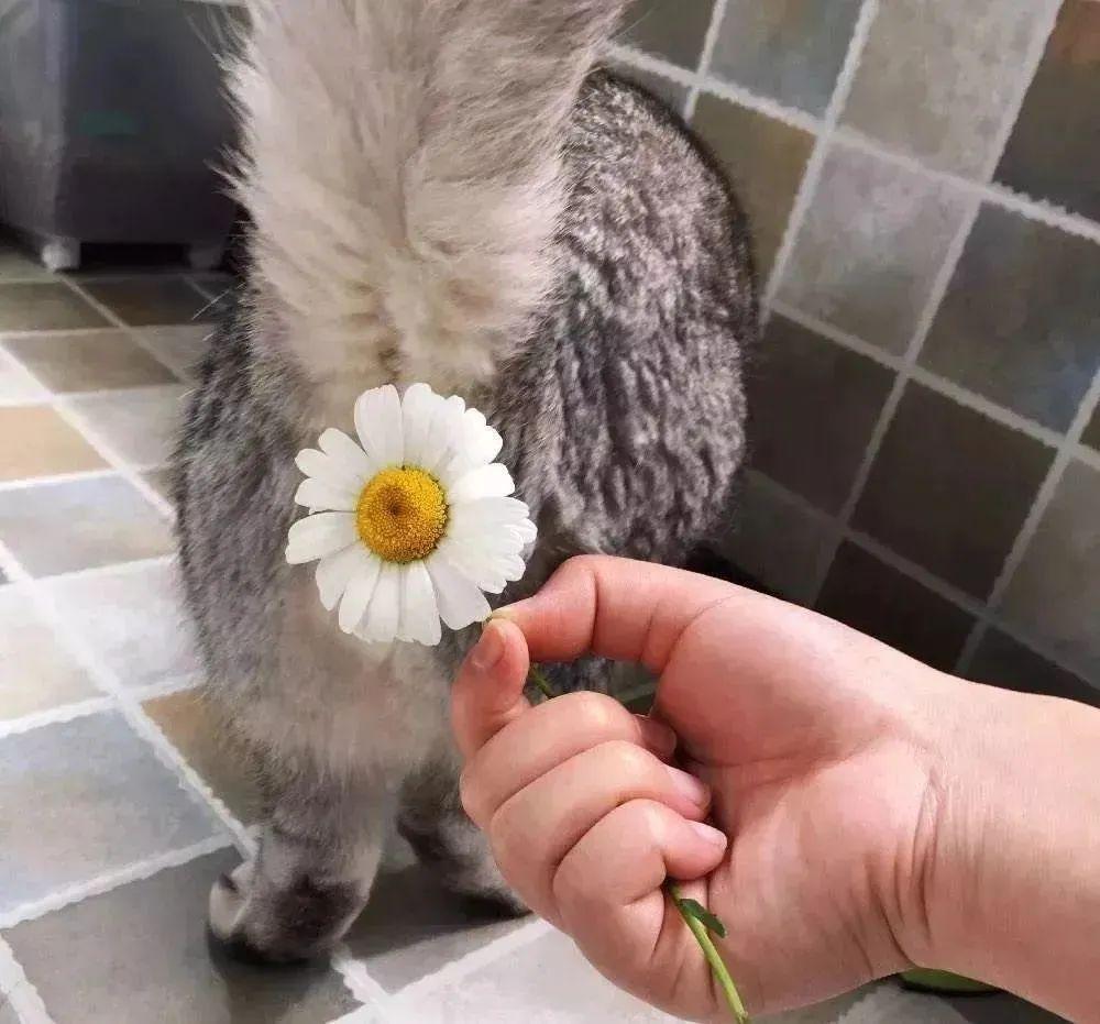 猫咪真的会流眼泪吗？你可能一直误会了！