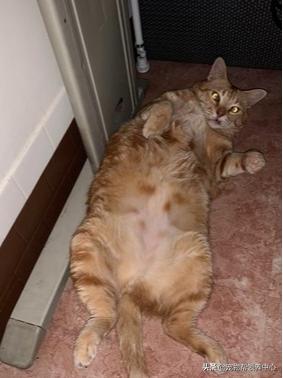 猫咪生不出崽子必须动刀要花多少钱？