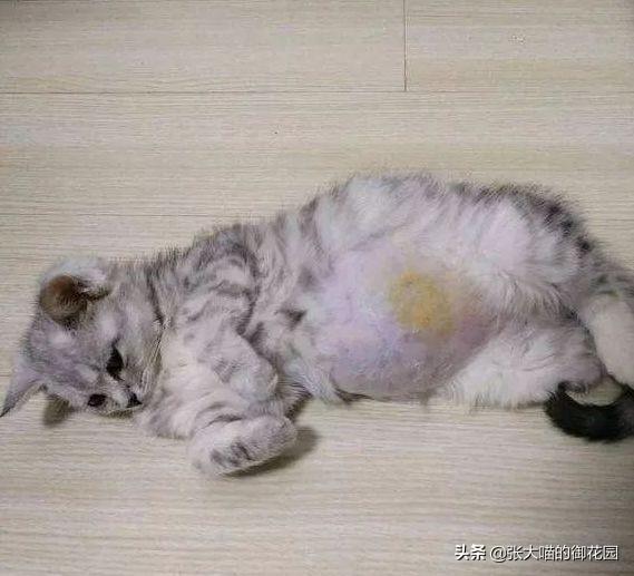 新手如何在在线猫咪快速成为金牌铲屎官？