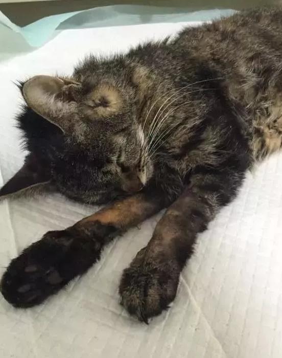 猫咪睡觉突然抖腿是抽筋了吗？