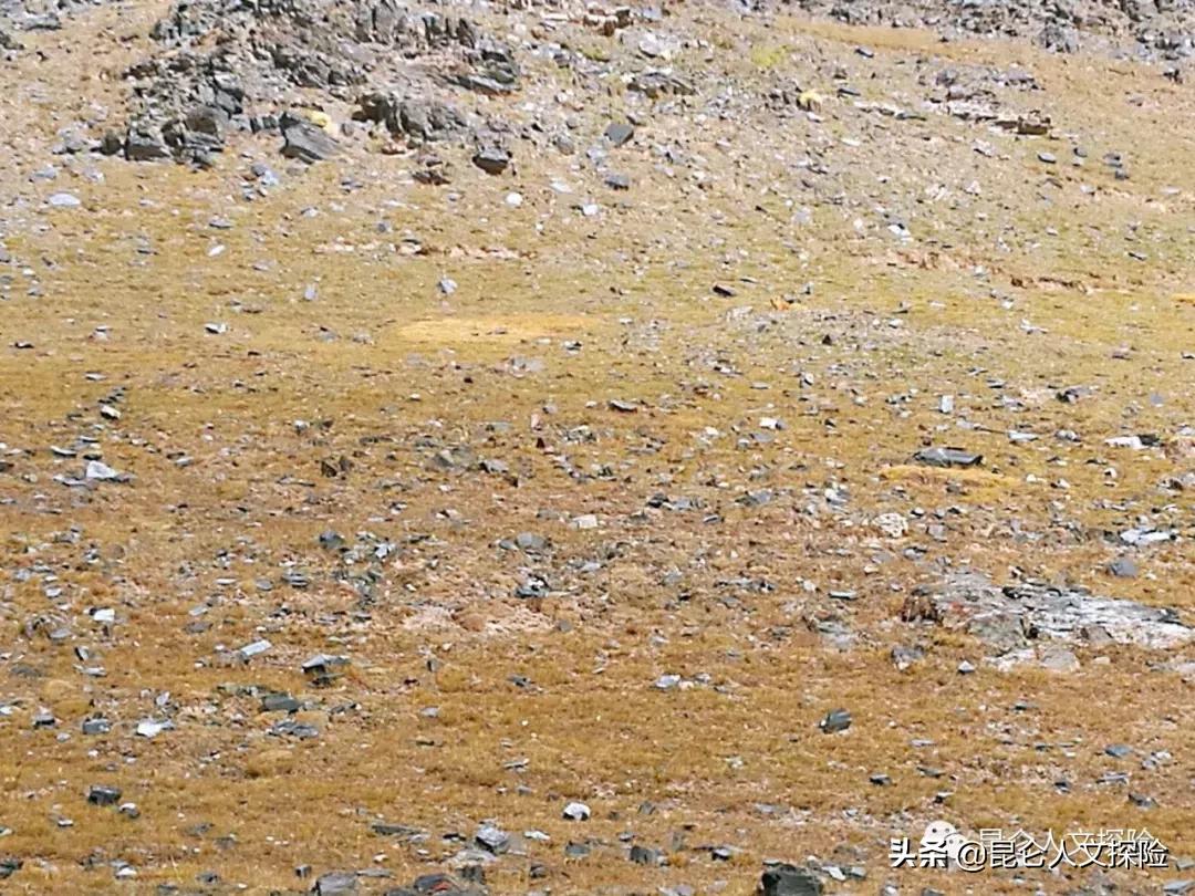 一升车真的能省下十年油钱吗？