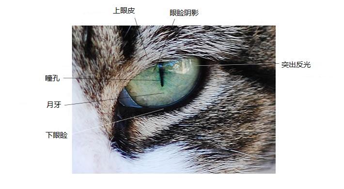 猫咪眼角突然肿了个肉疙瘩要紧吗？