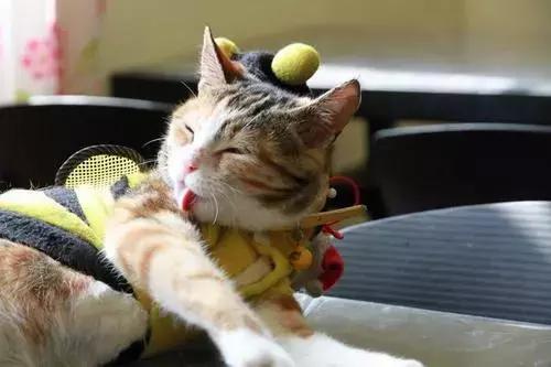 猫咪为啥总爱舔衣服？这5个原因新手必须知道！