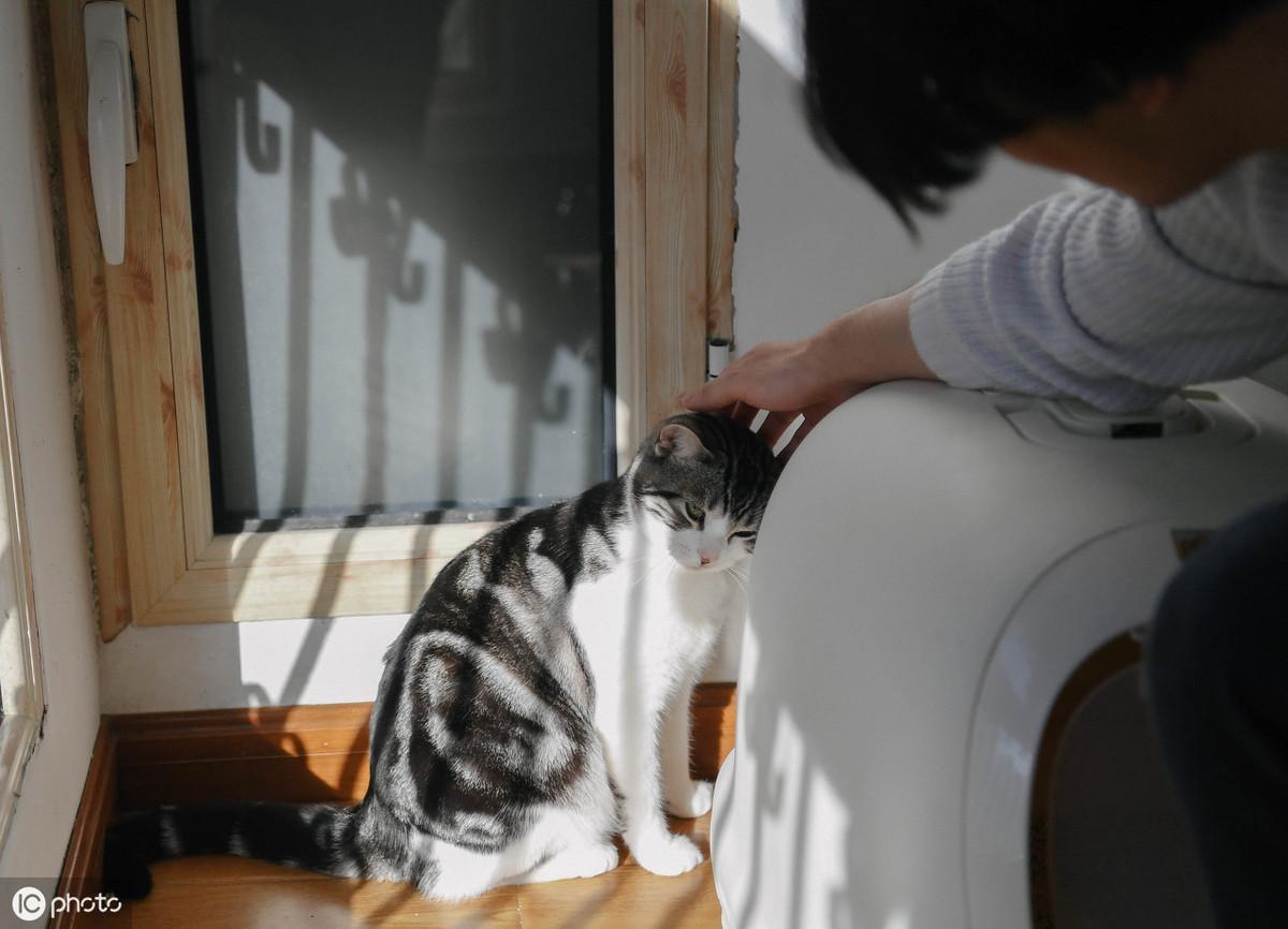 猫咪尿血是不是要死了?新手必看止血指南 猫咪尿血是不是要死了?新手必看止血指南