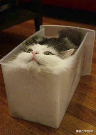 主子摔成「玻璃渣腿」还能救回来吗？