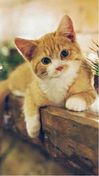 为什么别人家的猫咪照片总比你的可爱一百倍？