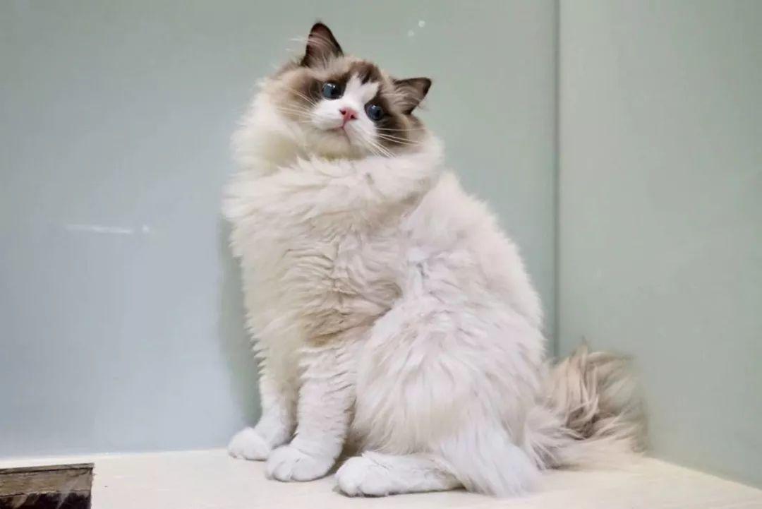 猫咪发情乱叫怎么办？新手必看的避孕指南